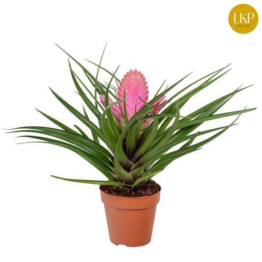 Tillandsia Josée 30cm 10.5cm Pot