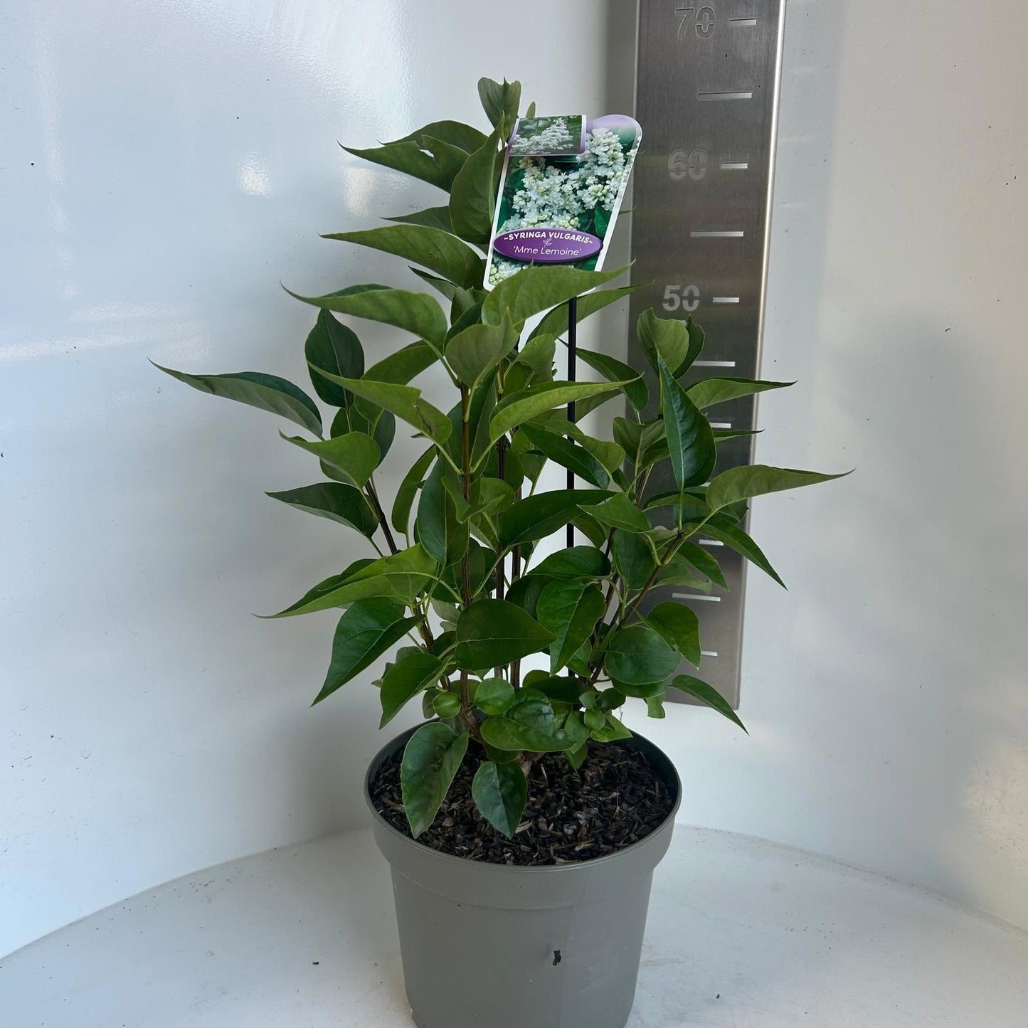 Syringa vulgaris Mme Lemoine 45cm 23cm Pot