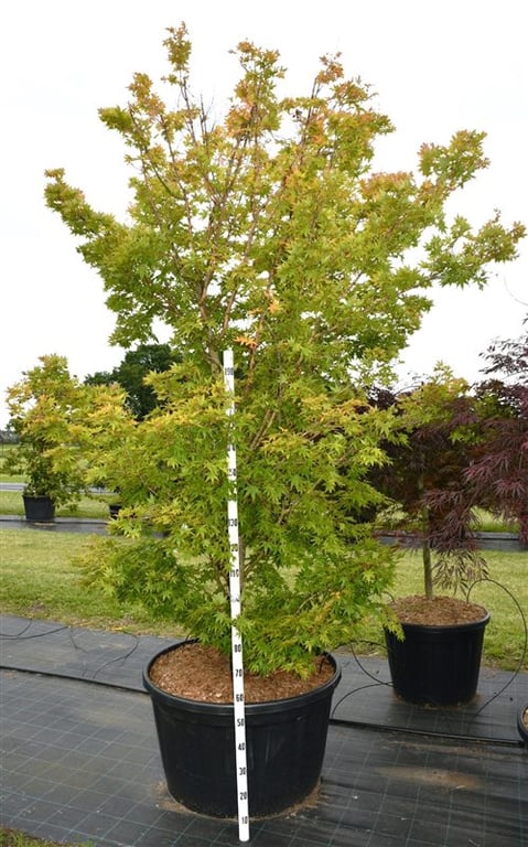 Acer Sangokaku 325cm 96cm Pot