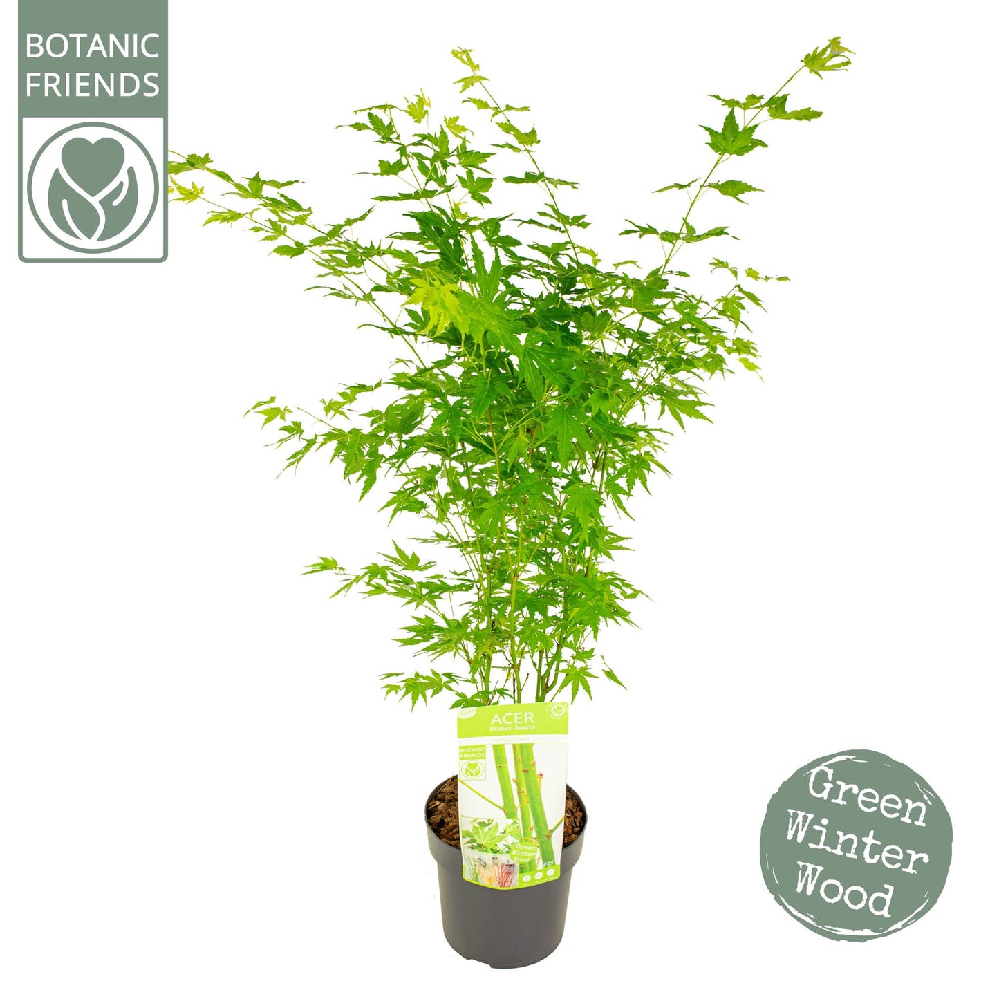 Acer Going Green 55cm 19cm Pot