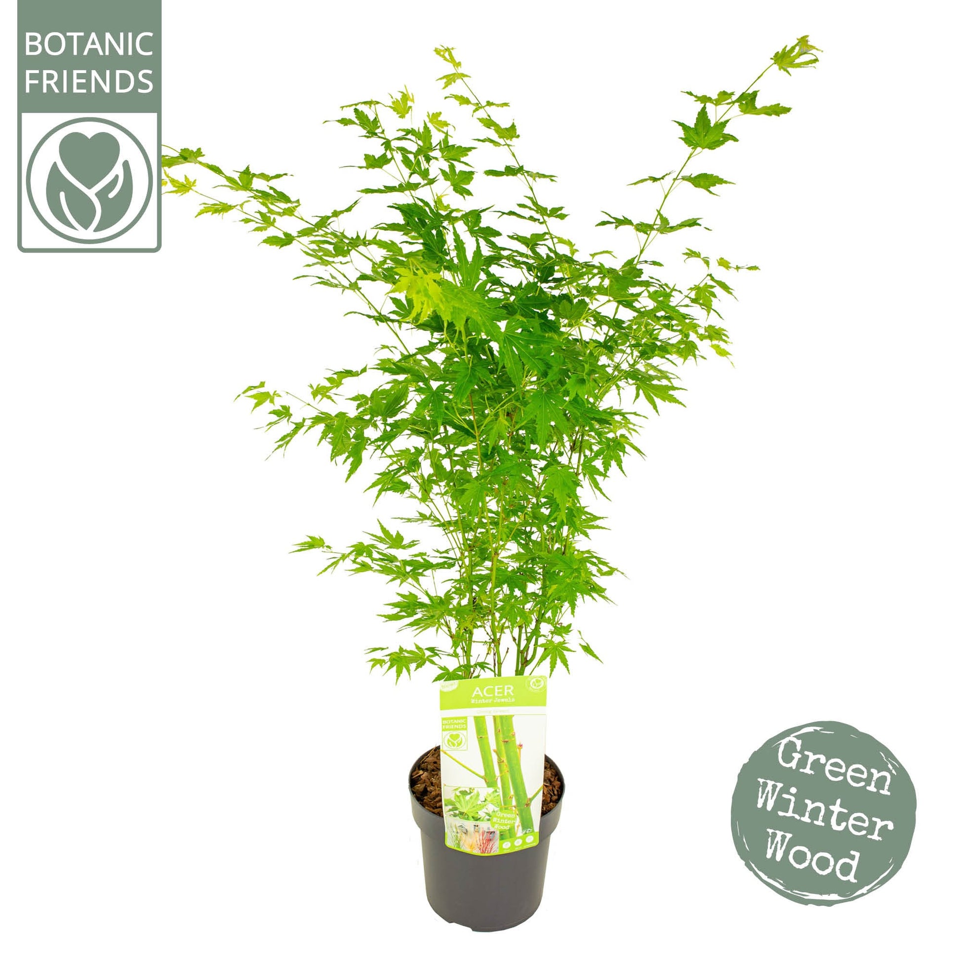 Acer Going Green 55cm 19cm Pot