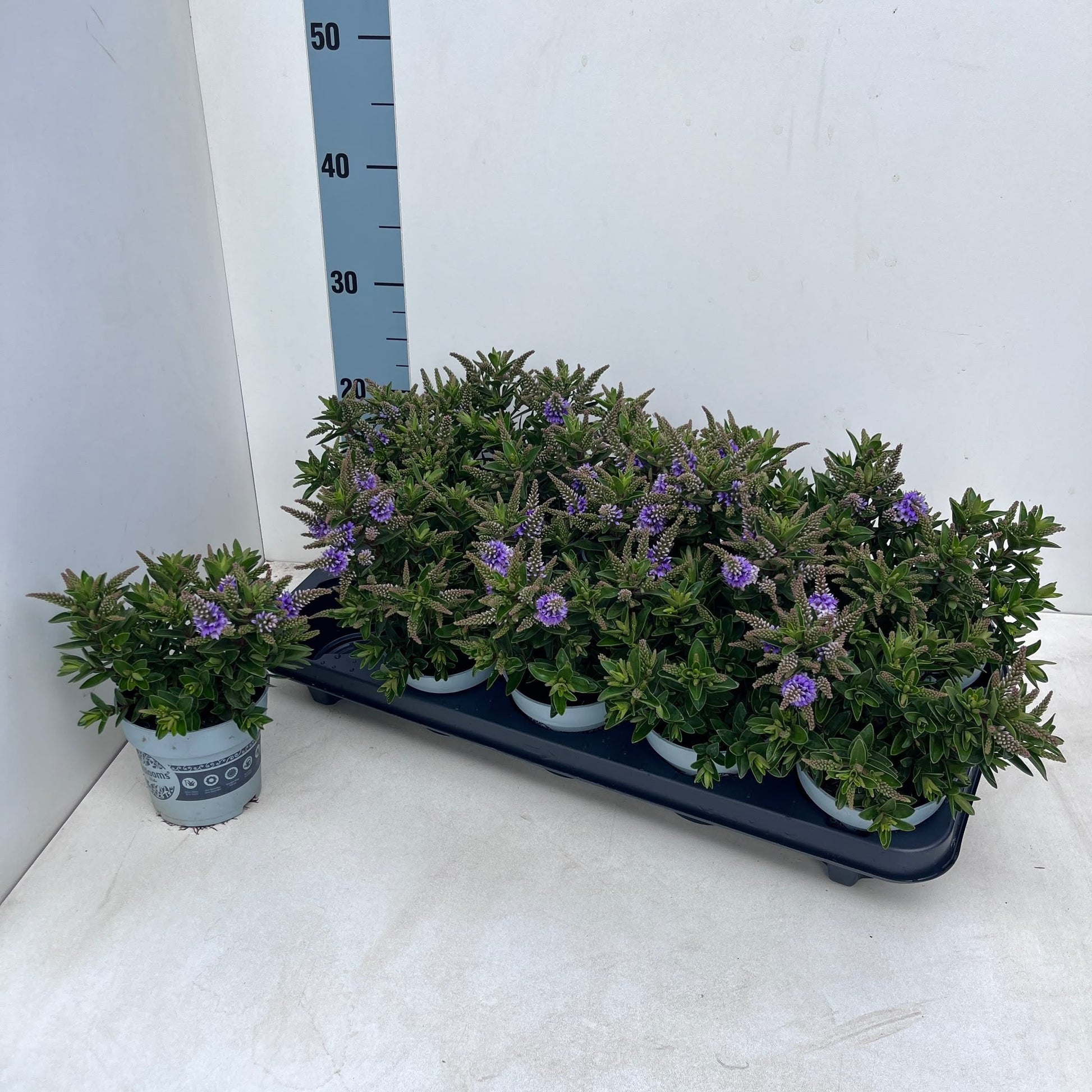 Hebe All Blooms Banila 25cm 510cm Pot