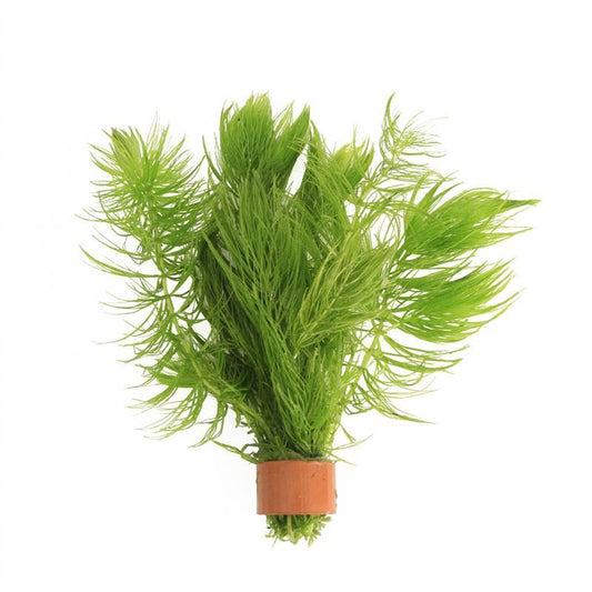 Aquarium plant mix 5cm 2cm Pot