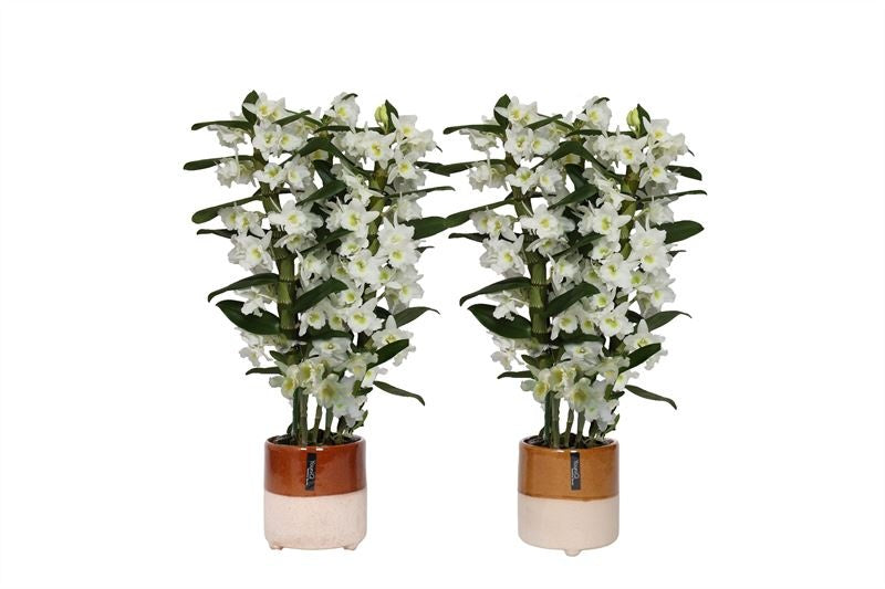 Dendrobium Apollon 50cm 12cm Pot