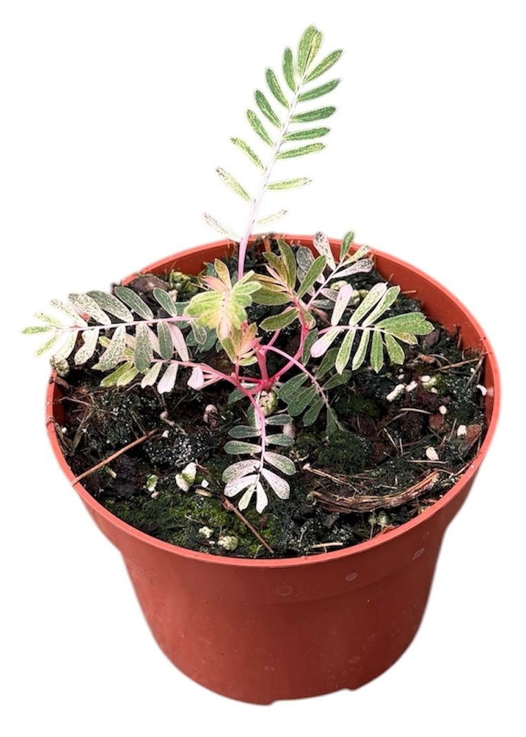 Phyllanthus Urinaria Albo Variegata 15cm 510cm Pot