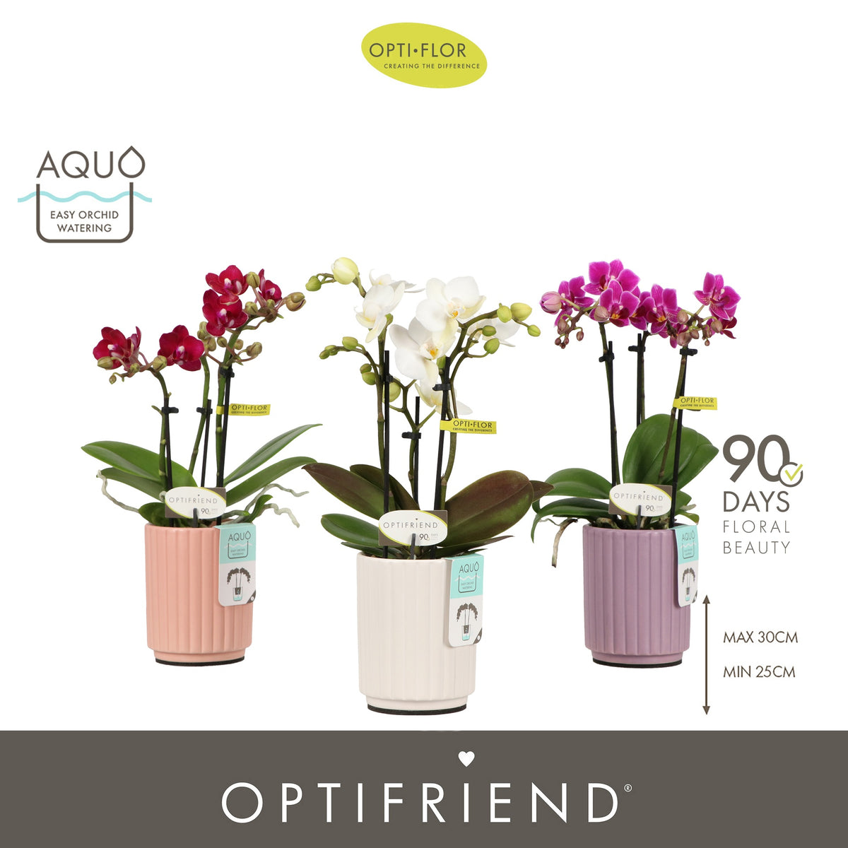 Phalaenopsis mix 25cm 7cm Pot