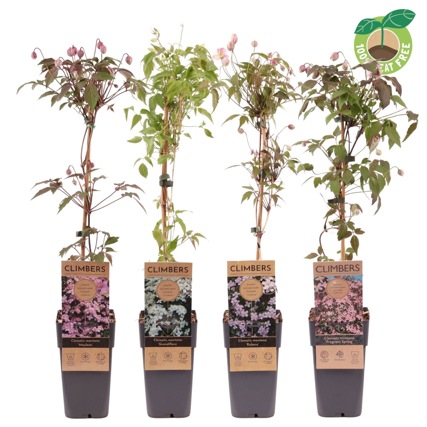 Streng Growers B.V. Clematis montana mix Pack of 10