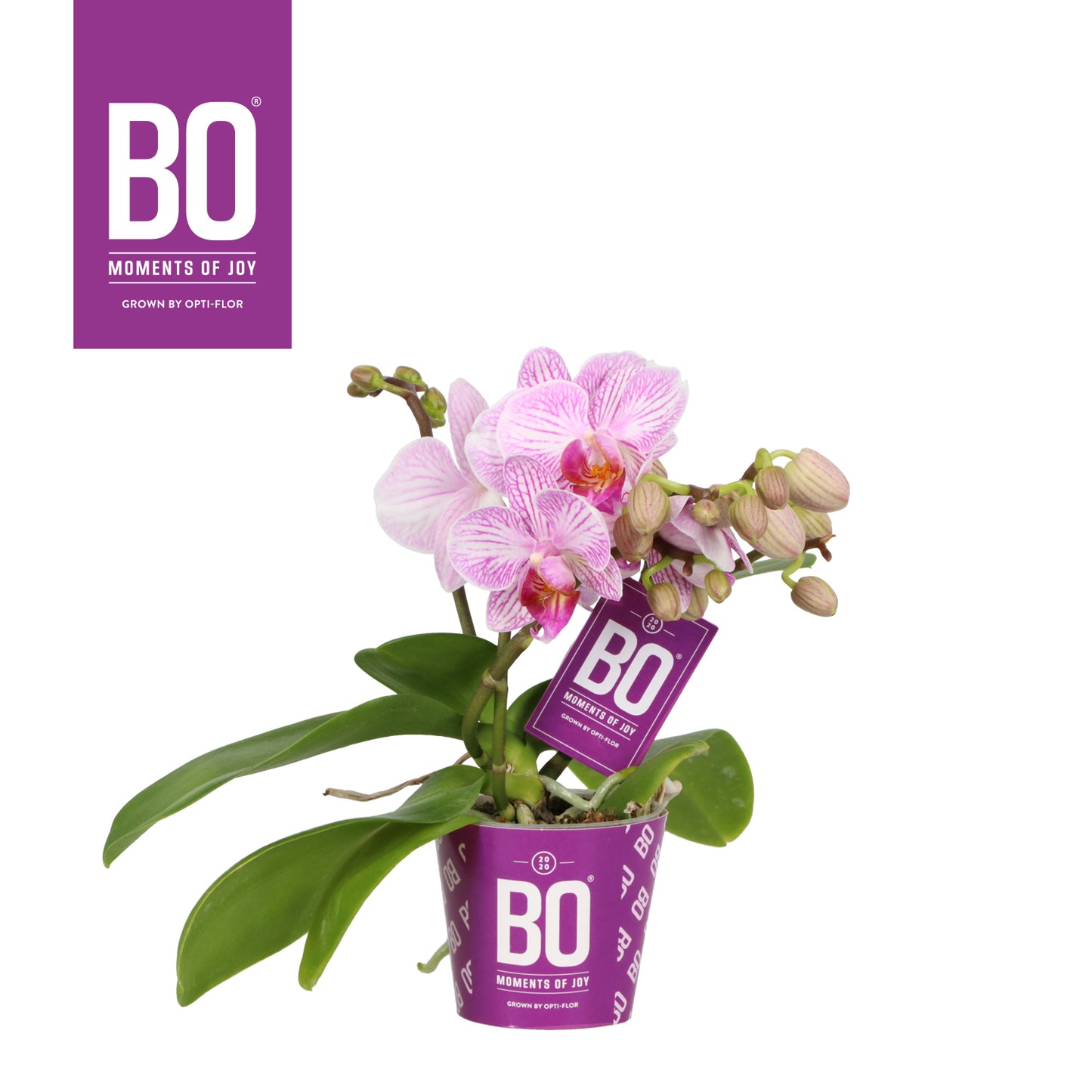 Phalaenopsis mf. Candy 25cm 7cm Pot