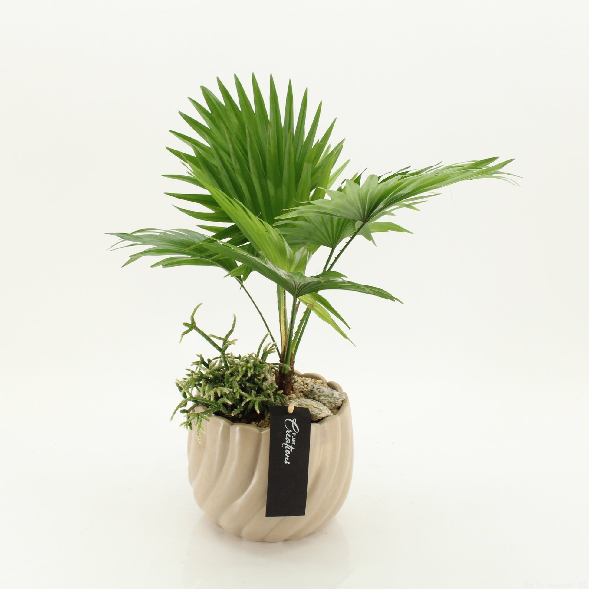 GRCR-2644 Green Essentials 50cm 17cm Pot