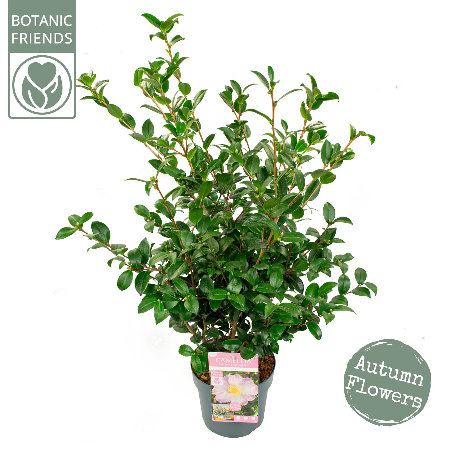Camellia sasanqua 75cm 19cm Pot