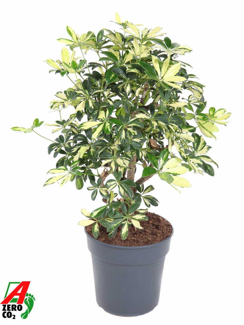 Schefflera Trinette 90cm 24cm Pot
