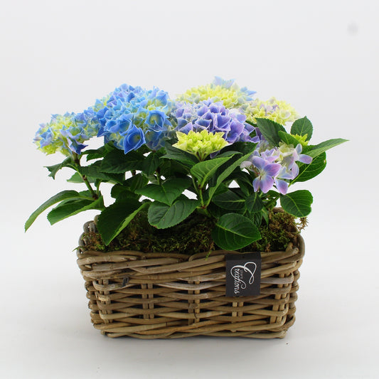 KHCR-2611B Hydrangea creations 30cm 27cm Pot