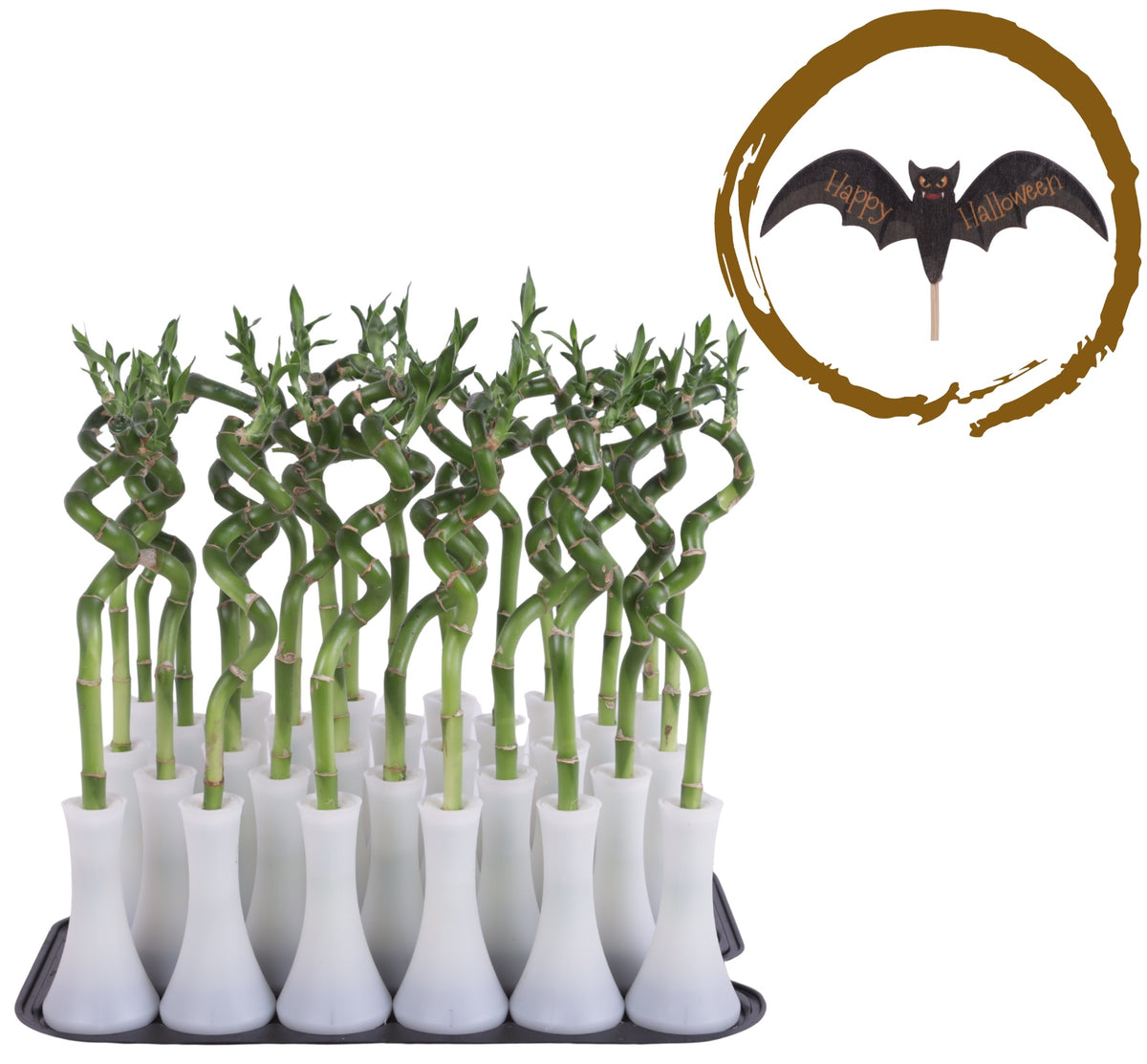 Drac. Lucky Bamboo 30cm 6cm Pot