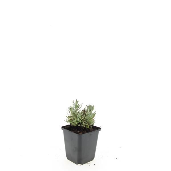 Lavandula Hidcote 15cm 9cm Pot