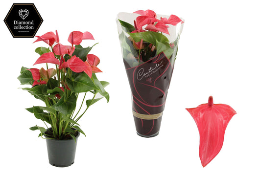 Anthurium Romantico 40cm 12cm Pot
