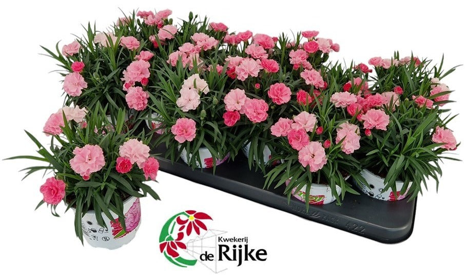 Dianthus I Love U 23cm 10cm Pot