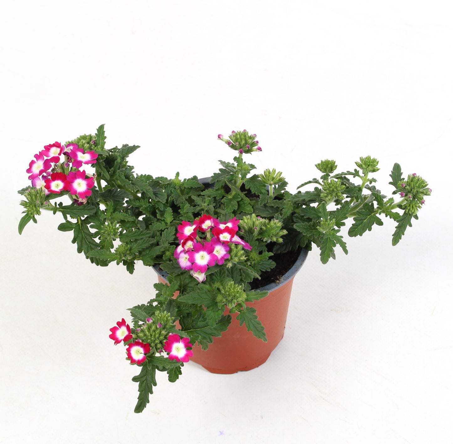 Verbena Venturi Cherry With Eye 15cm 510cm Pot