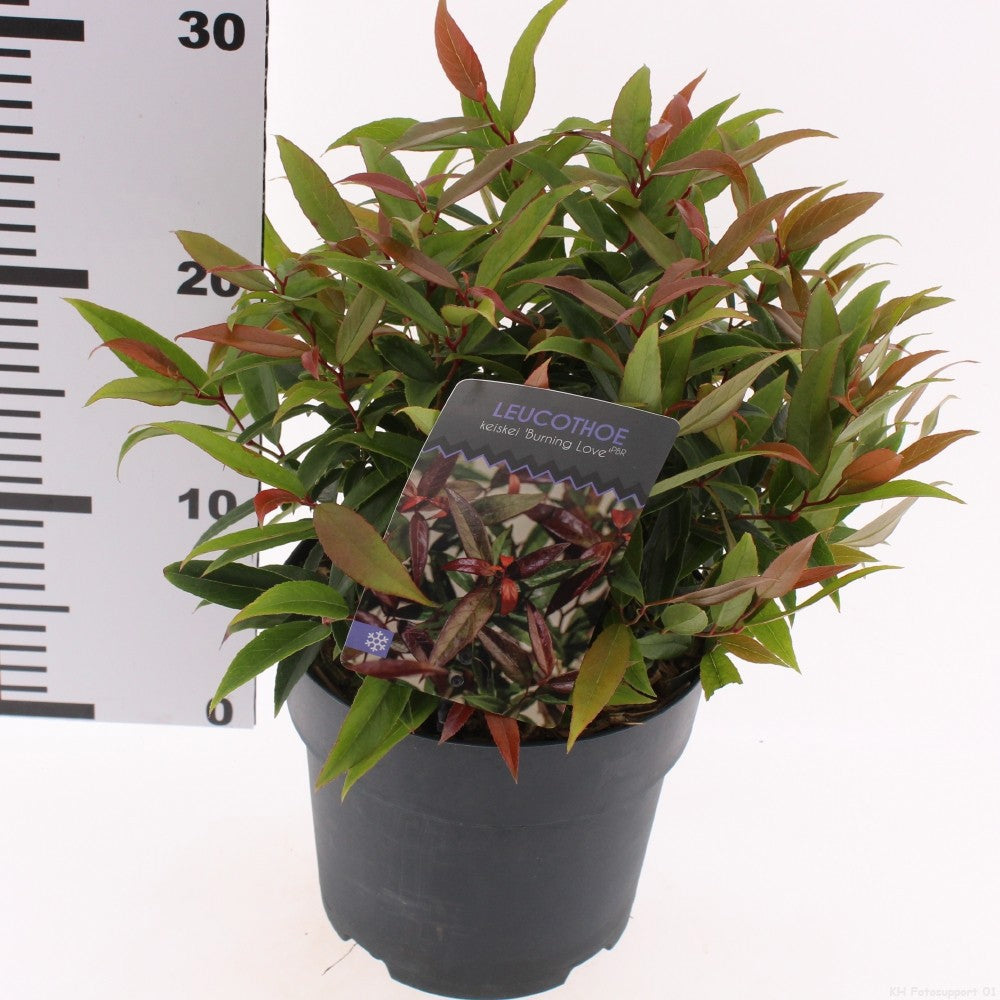Leucothoe keiskei Burning Love 25cm 17cm Pot