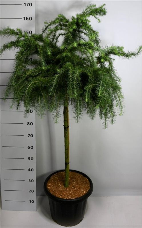 Larix decidua 170cm 38cm Pot
