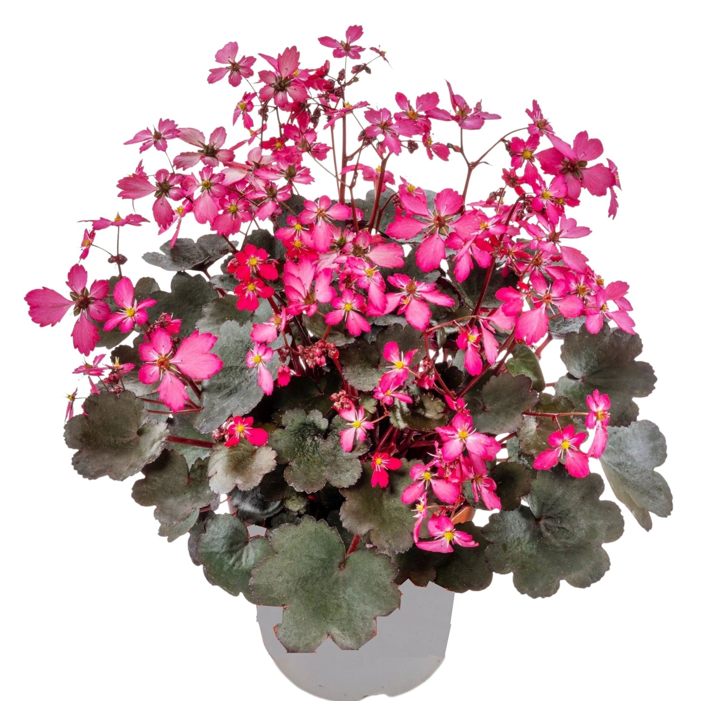 Saxifraga Dancing Pixies Thea 30cm 15cm Pot