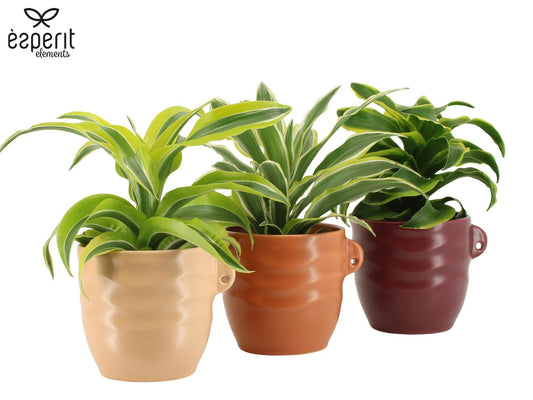 Dracaena mix 30cm 12cm Pot