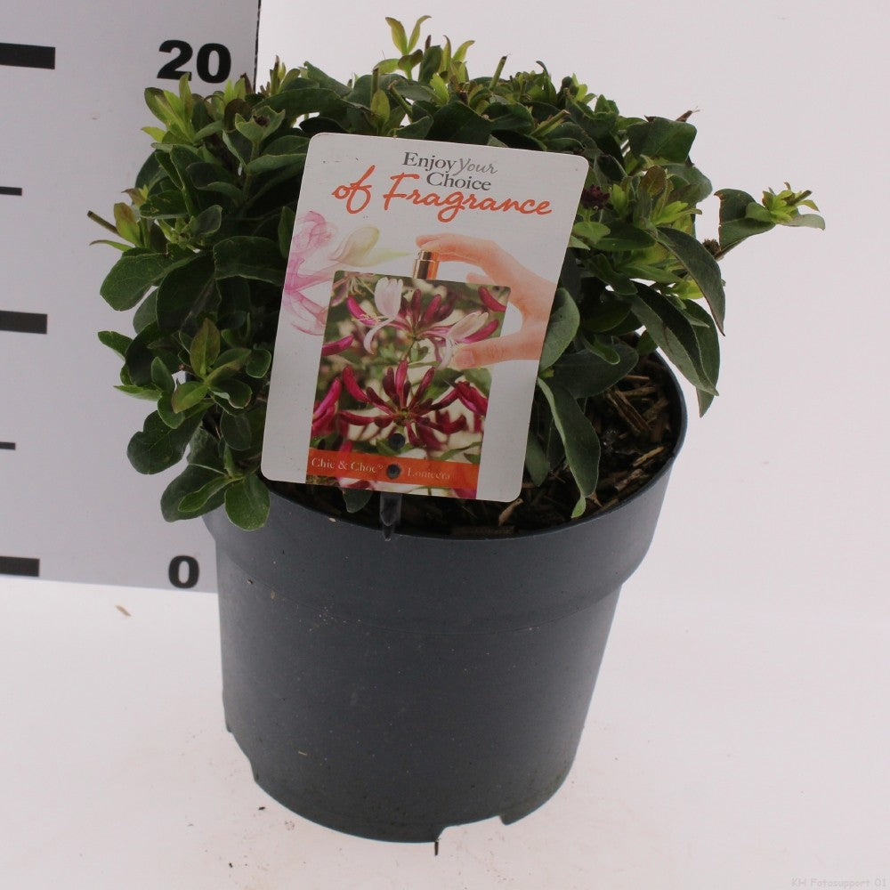 Snepvangers Tuinplanten Lonicera periclymenum Pack of 3