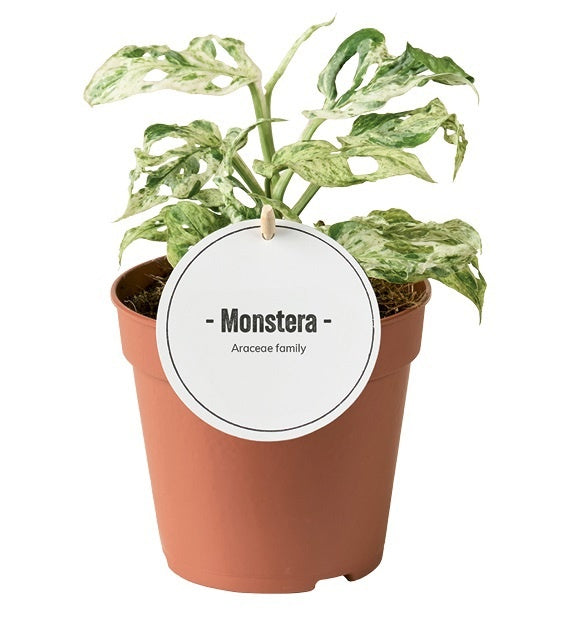 Monstera Frozen Freckles 25cm 12cm Pot