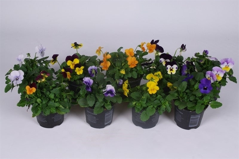 Viola cornuta mix 15cm 9cm Pot