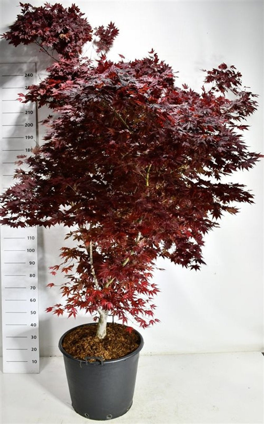Acer Fireglow 250cm 65cm Pot