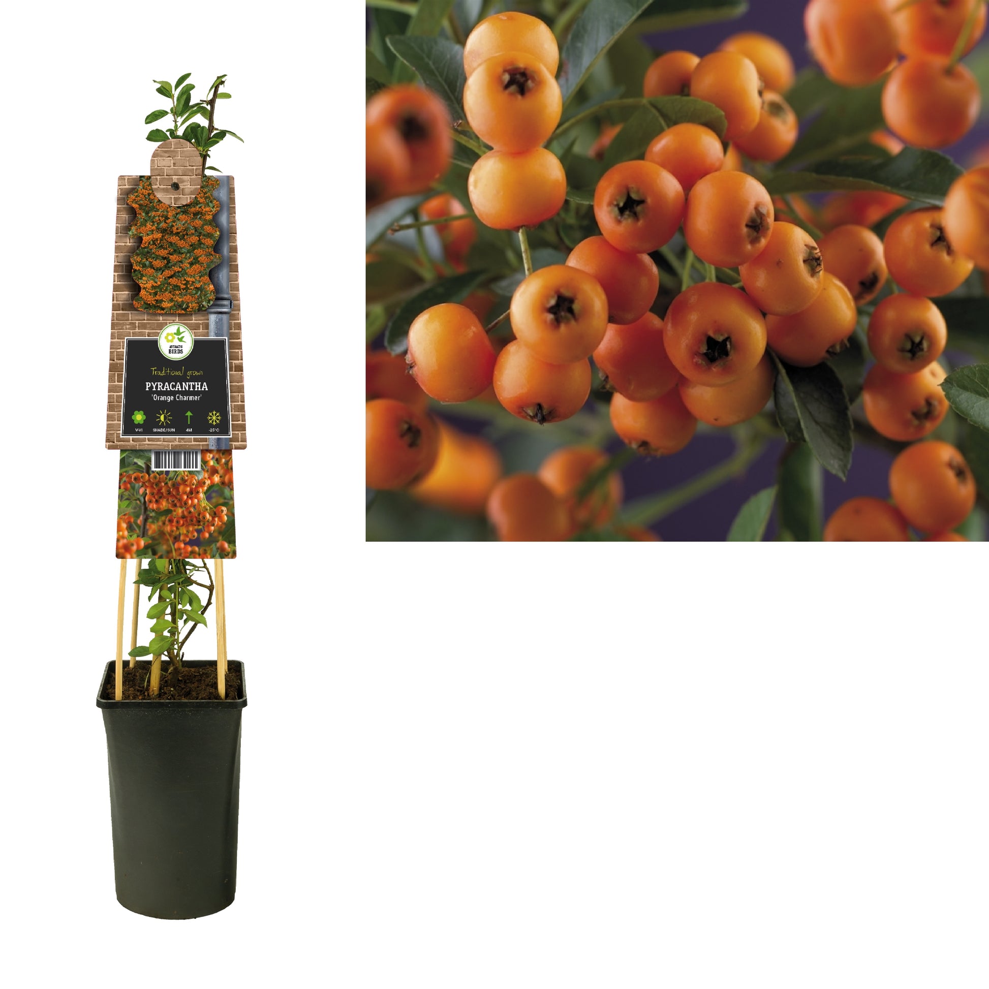 Pyracantha Golden Charmer 75cm 17cm Pot
