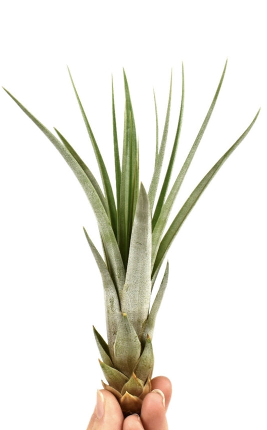 Tillandsia ionantha 15cm 8cm Pot