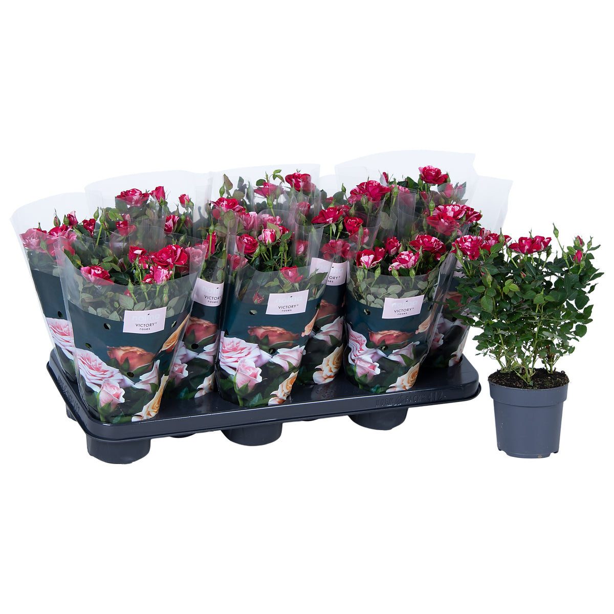 Roses Gigi Party 28cm 10.5cm Pot