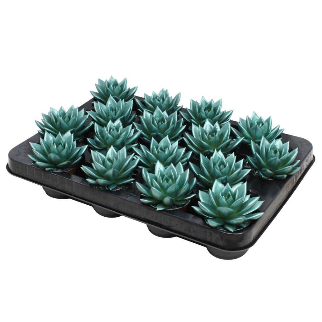Echeveria Miranda 8cm 6cm Pot
