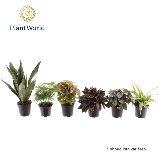 Miniplanten gemengd op de laag (24 verschillende soorten) 35cm 7cm Pot