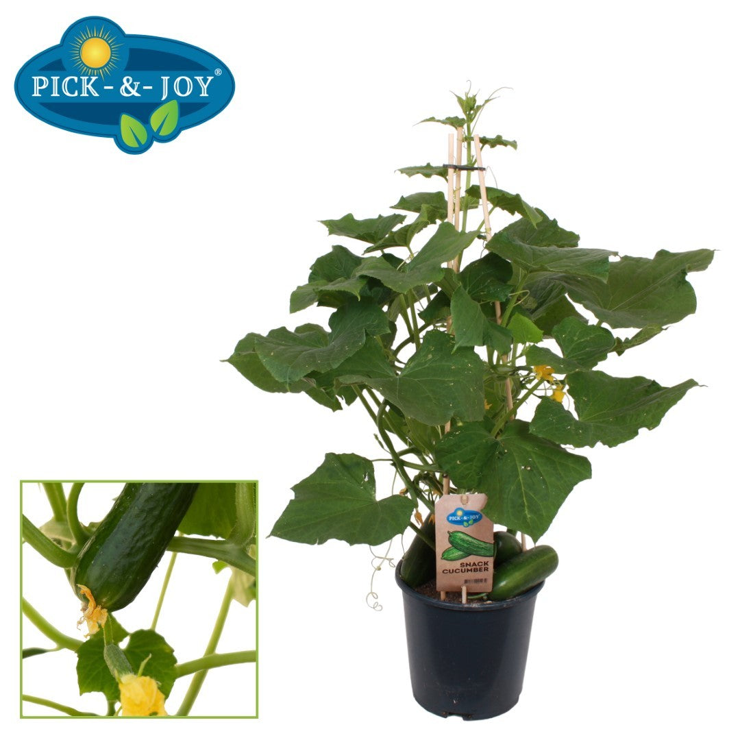 PICK&JOY Snack Cucumber 70cm 19cm Pot