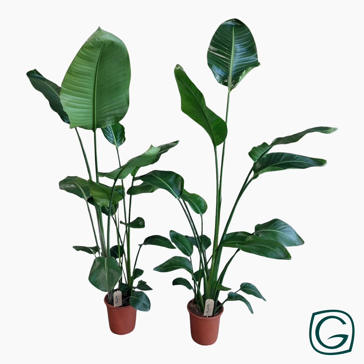 Strelitzia nicolai 160cm 21cm Pot