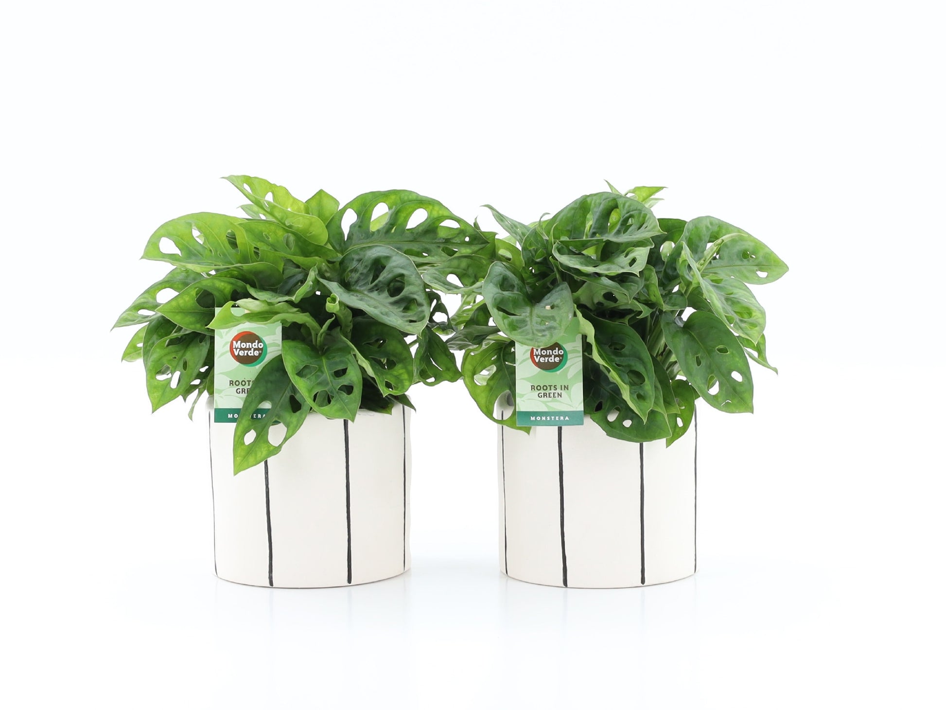 Monstera adansonii 25cm 13cm Pot