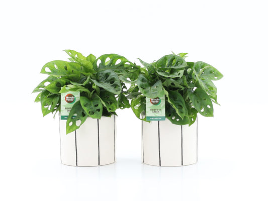 Monstera adansonii 25cm 13cm Pot