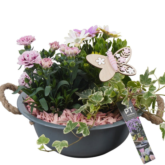 Outdoor arrangement 24cm 24cm Pot