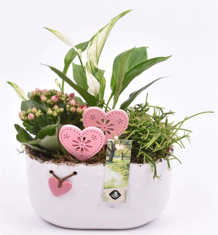 Indoor green arrangement 19cm Pot