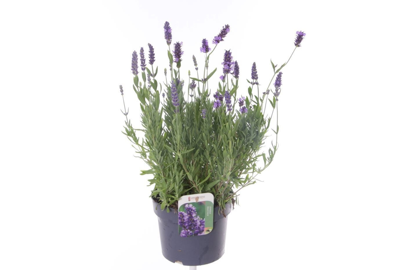 Lavender Essence Purple 50cm 17cm Pot