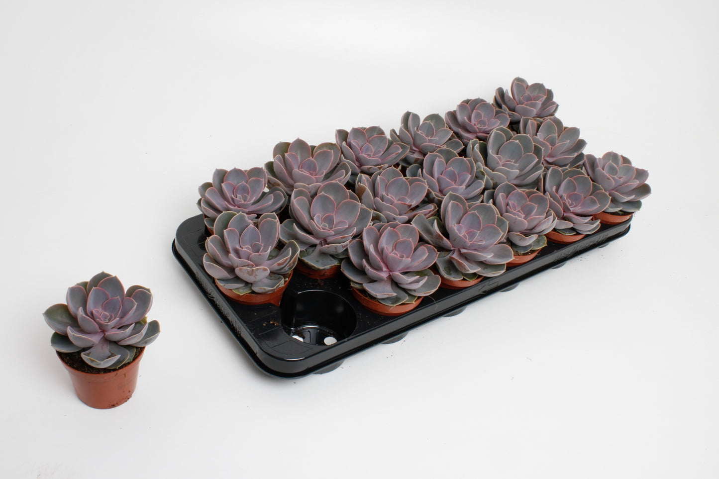 Echeveria Perle von Nuernberg 15cm 8.5cm Pot