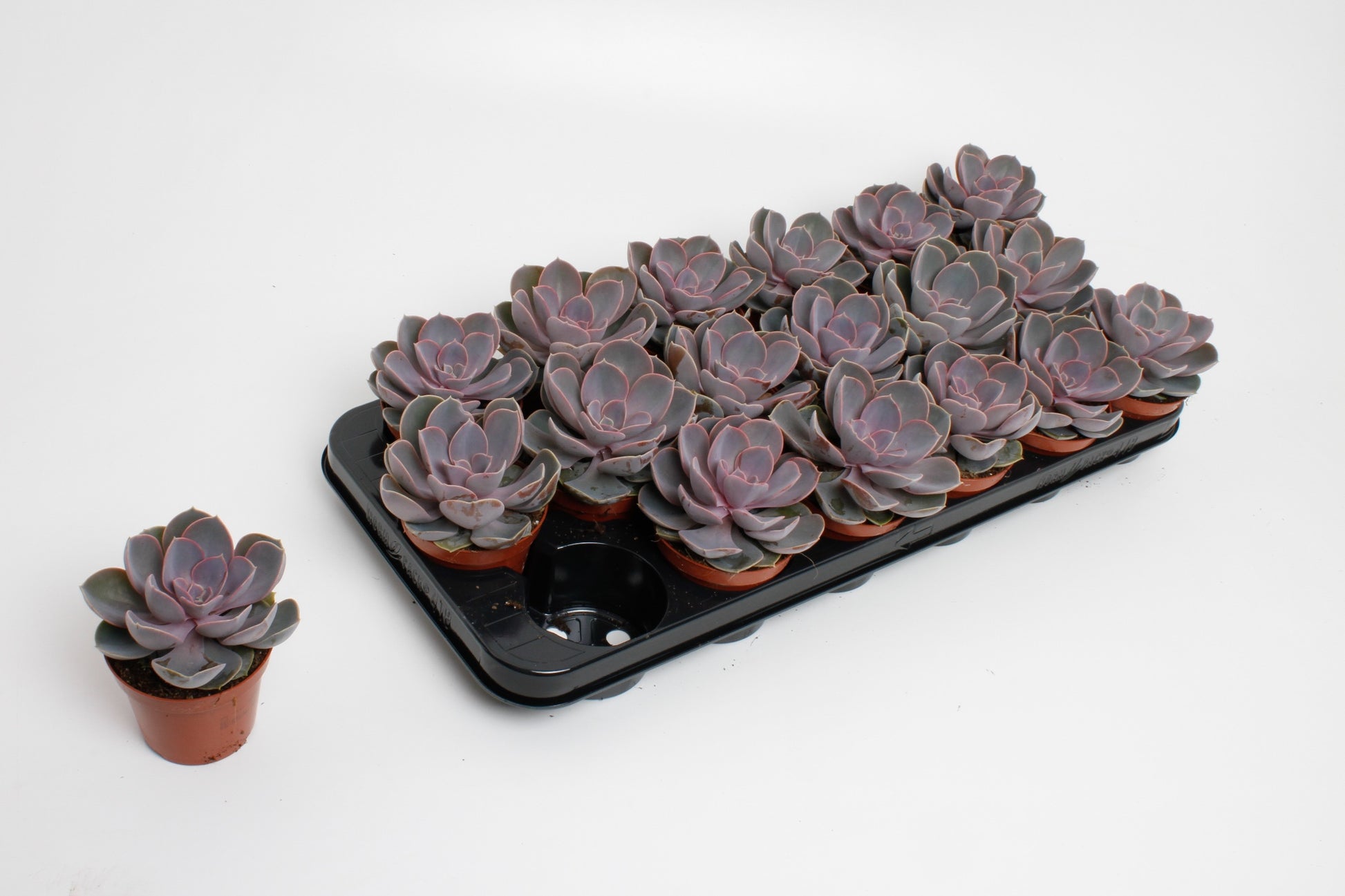 Echeveria Perle von Nuernberg 15cm 8.5cm Pot