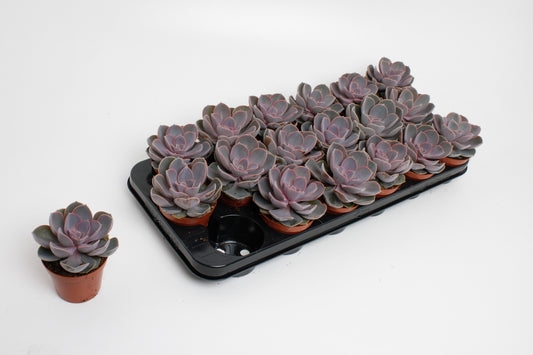 Echeveria Perle von Nuernberg 15cm 8.5cm Pot