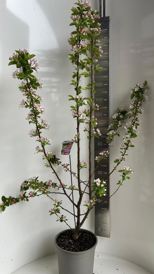 Malus Red Sentinel 110cm 29cm Pot