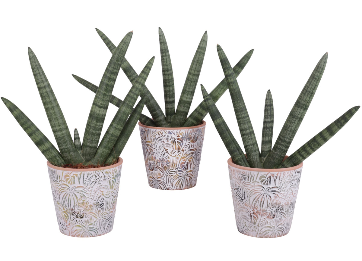 Sansevieria cyl. Handshake 45cm 14cm Pot