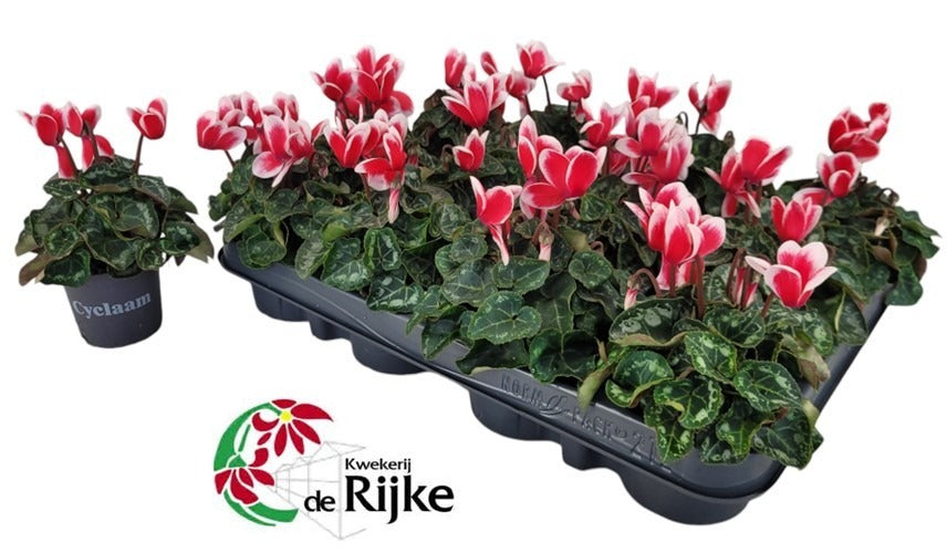 Rijke, Kwekerij de Cyclamen Metis Fantasia Pack of 12
