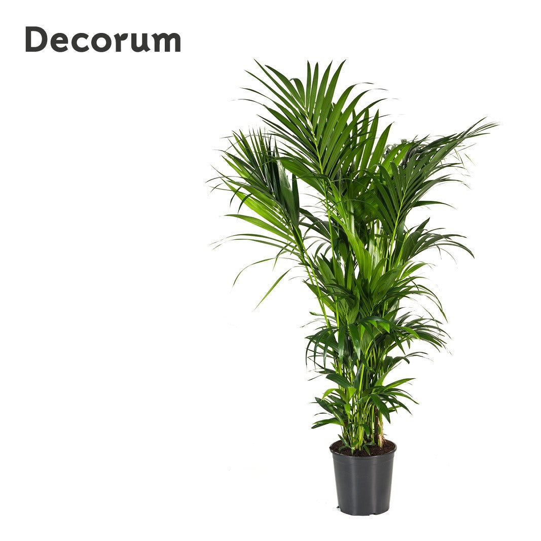 Howea forsteriana 180cm 32cm Pot