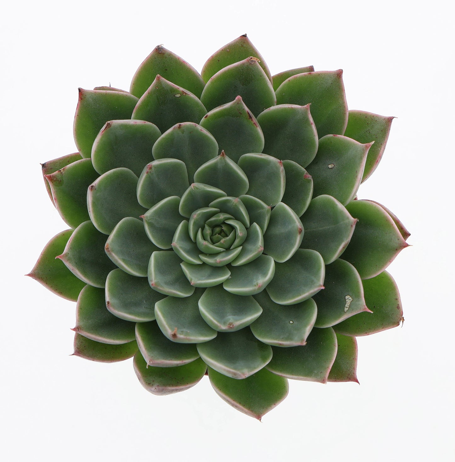 Graptopetalum bellum 6cm 505cm Pot