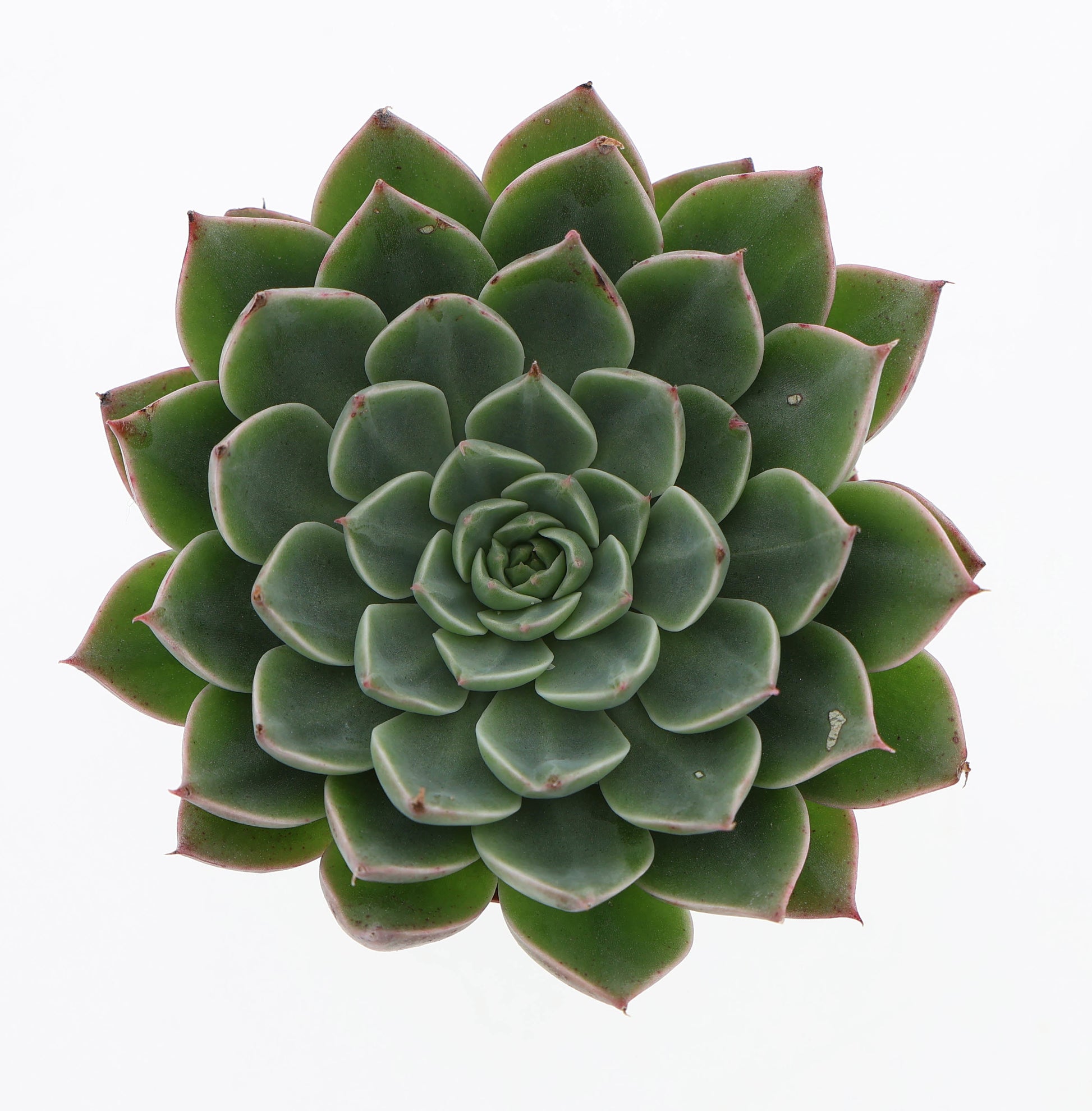 Graptopetalum bellum 6cm 505cm Pot